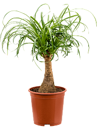 Tropical Ponytail Palm Beaucarnea recurvata Tall Indoor House Plants Trees