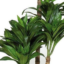 DRACAENA FRAGRANS Artificial Tree Plant