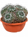 Cute Mother of Hundreds Cactus Mammillaria compressa Indoor House Plants