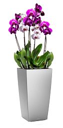 Blooming Lilac Orchid in LECHUZA CUBICO Self-watering Planter, Total Height 80 cm