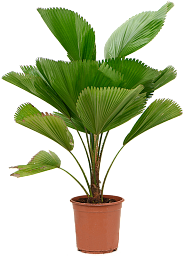 Lush Ruffled Fan Palm Licuala grandis Tall Indoor House Plants Trees