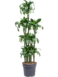 Insta-friendly Corn Plant Dracaena fragrans 'Dorado' Tall Indoor House Plants Trees