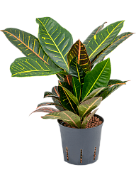 Colorful Croton (Codiaeum) variegatum 'Petra' Indoor House Plants