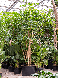 Cheerful Umbrella Tree Schefflera actinophylla 'Amate' Indoor House Plants