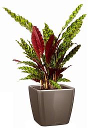 Calathea Lancifolia in LECHUZA QUADRO LS Self-watering Planter, Total Height 65 cm