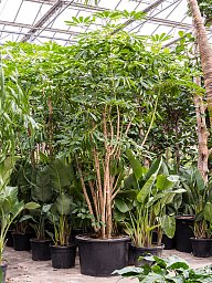 Cheerful Umbrella Tree Schefflera actinophylla 'Amate' Indoor House Plants