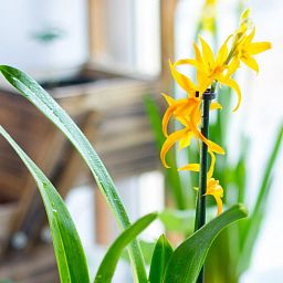 Blooming Orchids in LECHUZA QUADRO LS Self-watering Planter, Total Height 70 cm