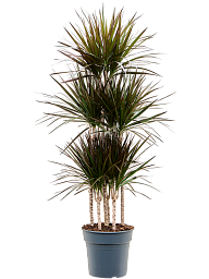 Showy Dragon Tree Dracaena marginata 'Magenta' Tall Indoor House Plants Trees