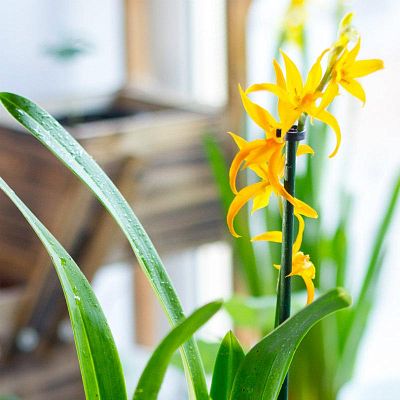 Blooming Orchids in LECHUZA QUADRO LS Self-watering Planter, Total Height 70 cm