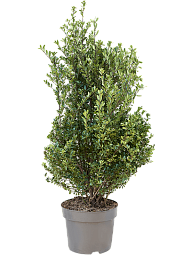Cute Japanese Holly Ilex crenata 'Dark Green'