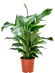 Showy Peace Lily Spathiphyllum 'Sweet Lauretta' Indoor House Plants