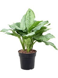 Shade-loving Chinese Evergreen Aglaonema 'Freedman' Indoor House Plants