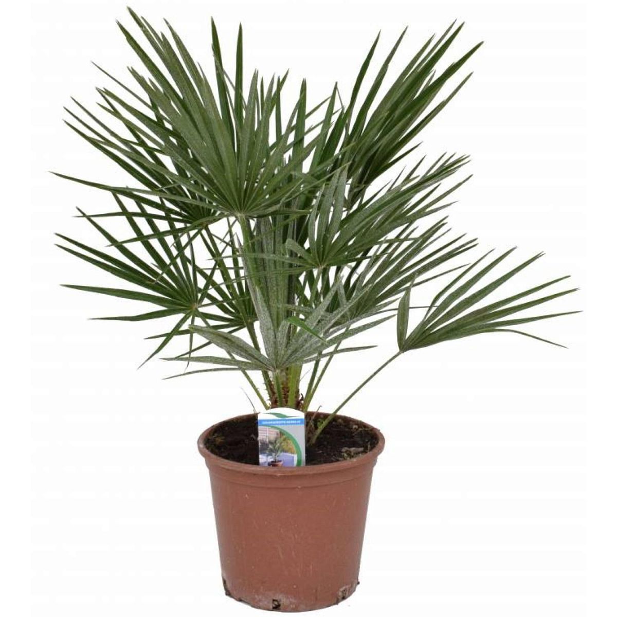 Chamaerops palm, Mediterranean Fan Palm Tree (Chamaerops Humilis)
