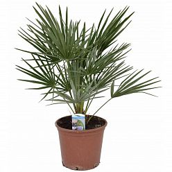 Chamaerops palm, Mediterranean Fan Palm Tree (Chamaerops Humilis) Outdoor Live Plant