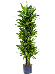 Insta-friendly Corn Plant Dracaena fragrans 'Golden Coast' Tall Indoor House Plants Trees