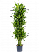 Insta-friendly Corn Plant Dracaena fragrans 'Golden Coast' Tall Indoor House Plants Trees