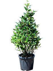 Lush Bay Tree Laurus nobilis