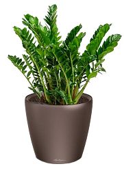 Zamioculcas in LECHUZA CLASSICO LS Self-watering Planter, Total Height 40 cm