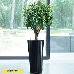 Easy-Care Dragon Tree Pleomele (Dracaena) reflexa Tall Indoor House Plants Trees