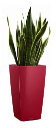 Sansevieria Laurentii in LECHUZA CUBICO Self-watering Planter, Total Height 80 cm