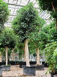 Lush Fig Tree Ficus rubiginosa 'Australis' Tall Indoor House Plants Trees