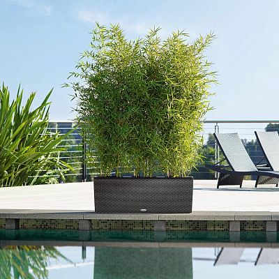 LECHUZA TRIO Cottage Trough Poly Resin Self-watering Planter