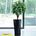 Easy-Care Dragon Tree Pleomele (Dracaena) reflexa Tall Indoor House Plants Trees