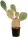 Easy-Care Prickly Pear Cactus Opuntia galapageia (60-80) Indoor House Plants