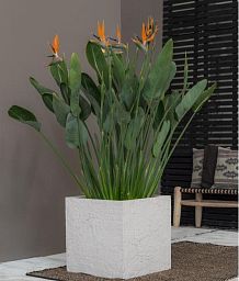 Fibrestone Block Sundried Square Planter by Idealist Premium
