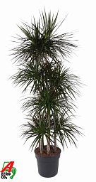 Showy Dragon Tree Dracaena marginata 'Magenta' Tall Indoor House Plants Trees