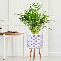 IDEALIST Lite Dotted Style Planter on Legs, Round Plant Pot Indoor