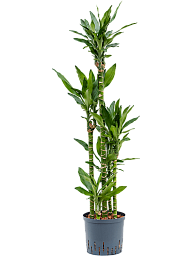 Vibrant Corn Plant Dracaena fragrans 'Burundii' Tall Indoor House Plants Trees