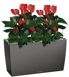 Blooming Anthurium Andraeanum Mix in LECHUZA CARARO Self-watering Planter, Total Height 80 cm