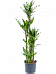 Vibrant Corn Plant Dracaena fragrans 'Burundii' Tall Indoor House Plants Trees