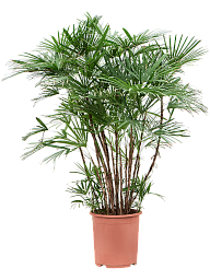 Elegant Lady Palm Rhapis humilis (150-180) Tall Indoor House Plants Trees