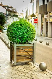 Photogenic Boxwood Buxus ball, Box ball (Buxus sempervirens)