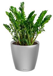Zamioculcas in LECHUZA CLASSICO LS Self-watering Planter, Total Height 40 cm