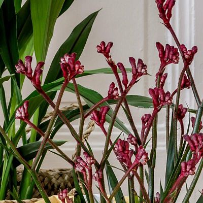 Blooming Anigozanthos (Kangaroo Paw) in LECHUZA CLASSICO LS Self-watering Planter, Total Height 40 c