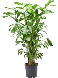 Lush Fishtail Palm Caryota mitis (650-725) Indoor House Plants