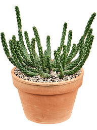 Easy-Care African Milk Tree Euphorbia inermis Indoor House Plants