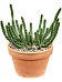Easy-Care African Milk Tree Euphorbia inermis Indoor House Plants