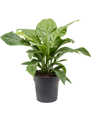 Lush Flamingo Flower Anthurium elipticum 'Jungle Bush' Indoor House Plants