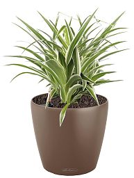 Chlorophytum Atlantic in LECHUZA CLASSICO Color Self-watering Planter, Total Height 35 cm