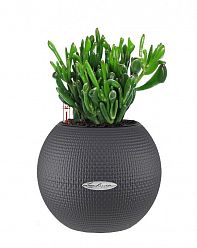 Crassula Ovata Hobbit Money Plant in LECHUZA-PURO Self-watering Planter, Total Height 30 cm