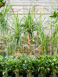 Screw Pine Pandanus utilis
