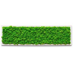 PREMIUM Moss Wall Art Artificial Moss Plant