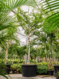 Lush Verawood Bulnesia arborea Tall Indoor House Plants Trees