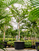 Lush Verawood Bulnesia arborea Tall Indoor House Plants Trees