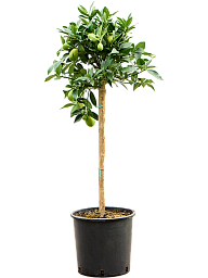 Citrus aurantifolia 'Limequat'