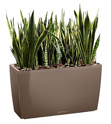 Sansevieria Green Wall in LECHUZA CARARO Self-watering Planter, Total Height 80 cm